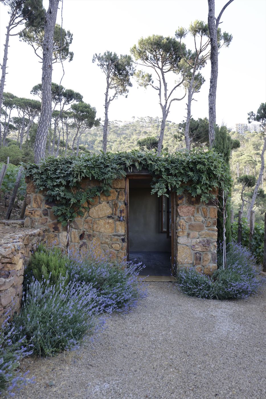 A small single-storey building of rough honey and grey fieldstone with a dark open doorway at its centre, ivy spilling over the flat roofline, lavender along the base of the wall and tall umbrella pines rising behind.